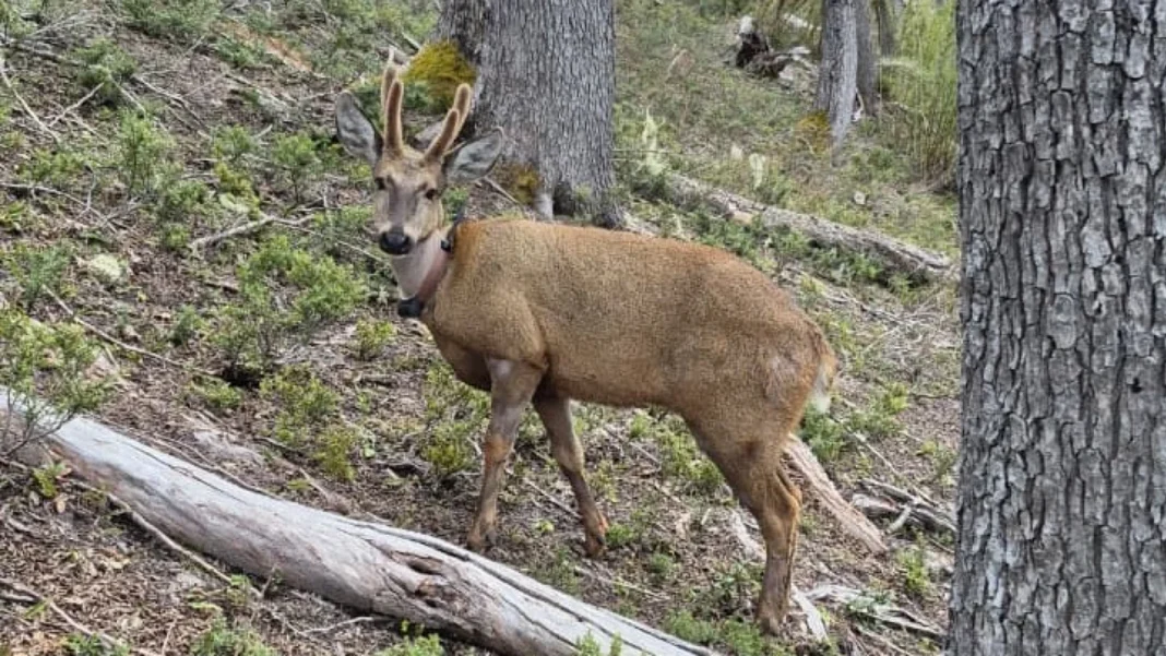 2322202-volvieron-a-monitorear-al-huemul-newenche-en-nahuel-huapi